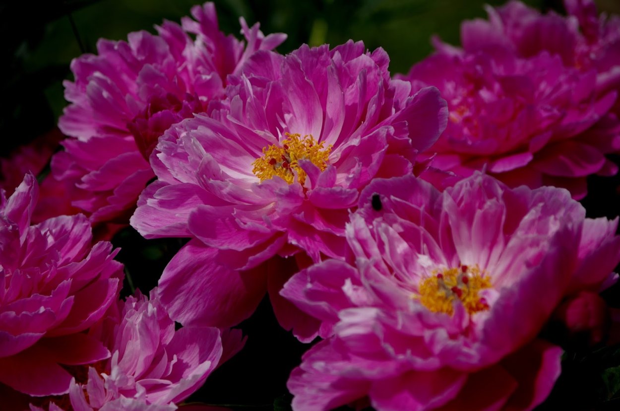 Пион nice gal 1 шт.