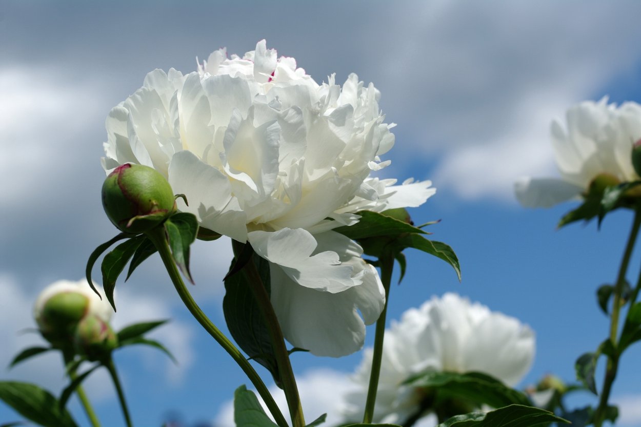 Camellia White пион