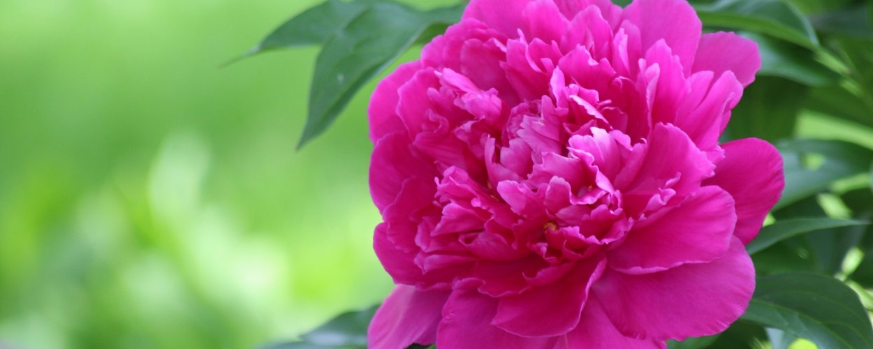 Пионы обои на телефон HD