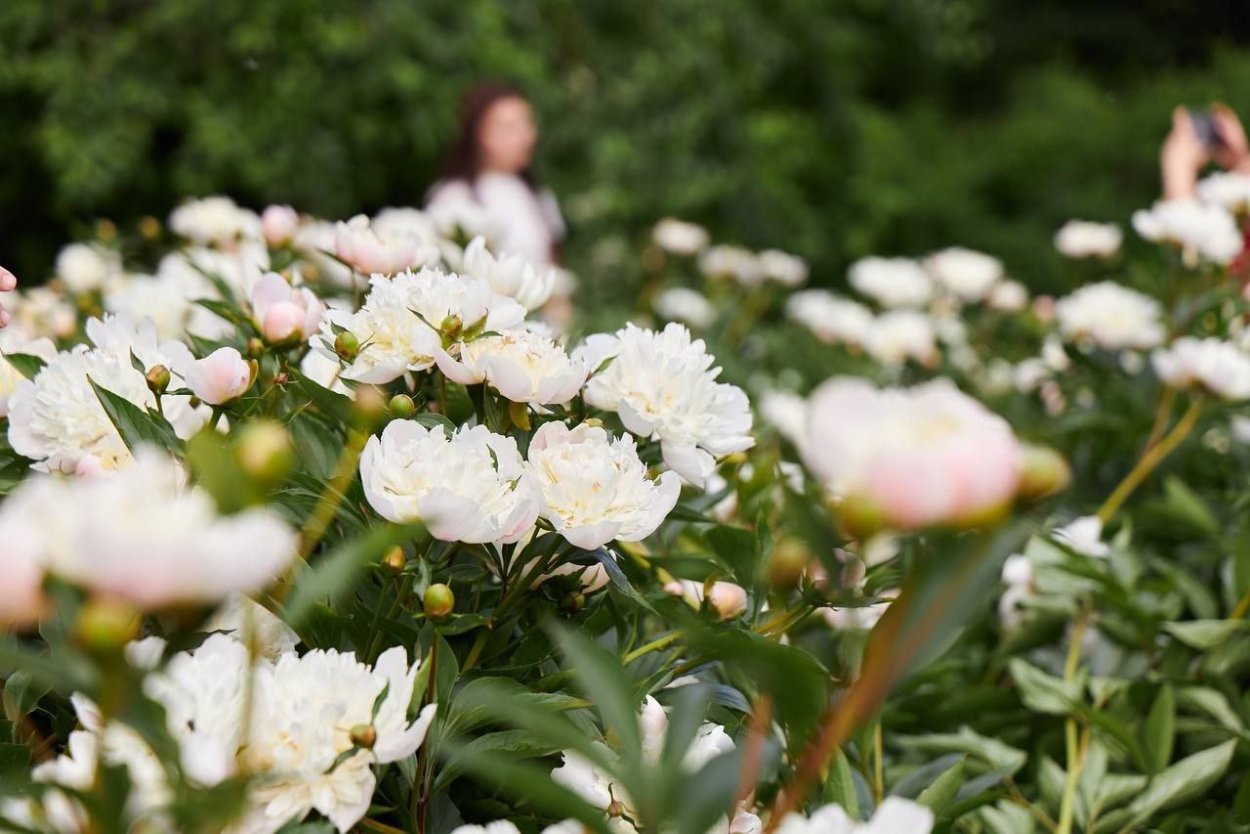 Пионарий в парке Горького