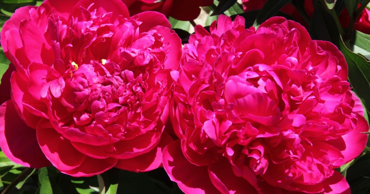 Лора Dexheimer пион