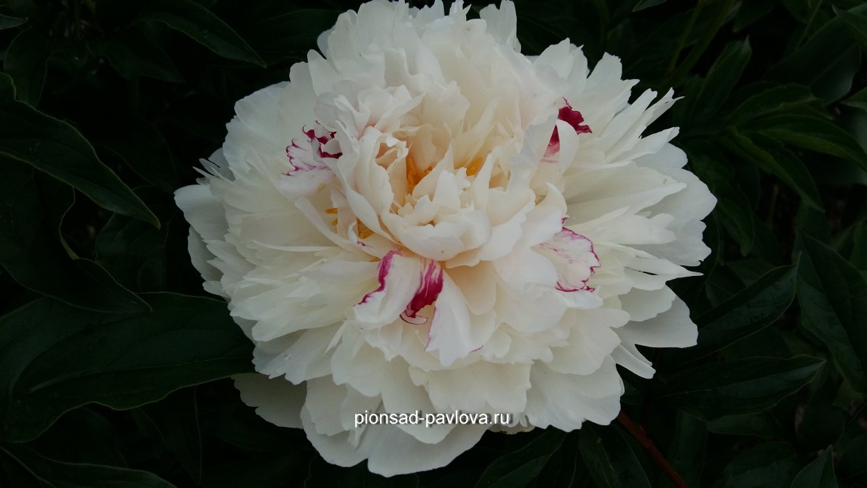 Pamyati Gagarina (памяти Гагарина) пион