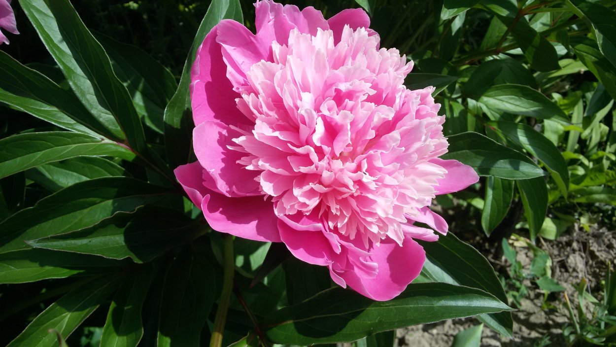 Пион молочноцветковый Канзас