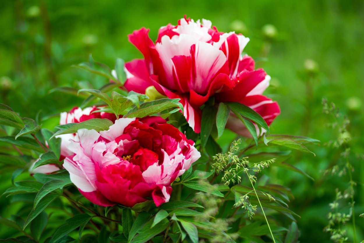 Пион Червона Вежа