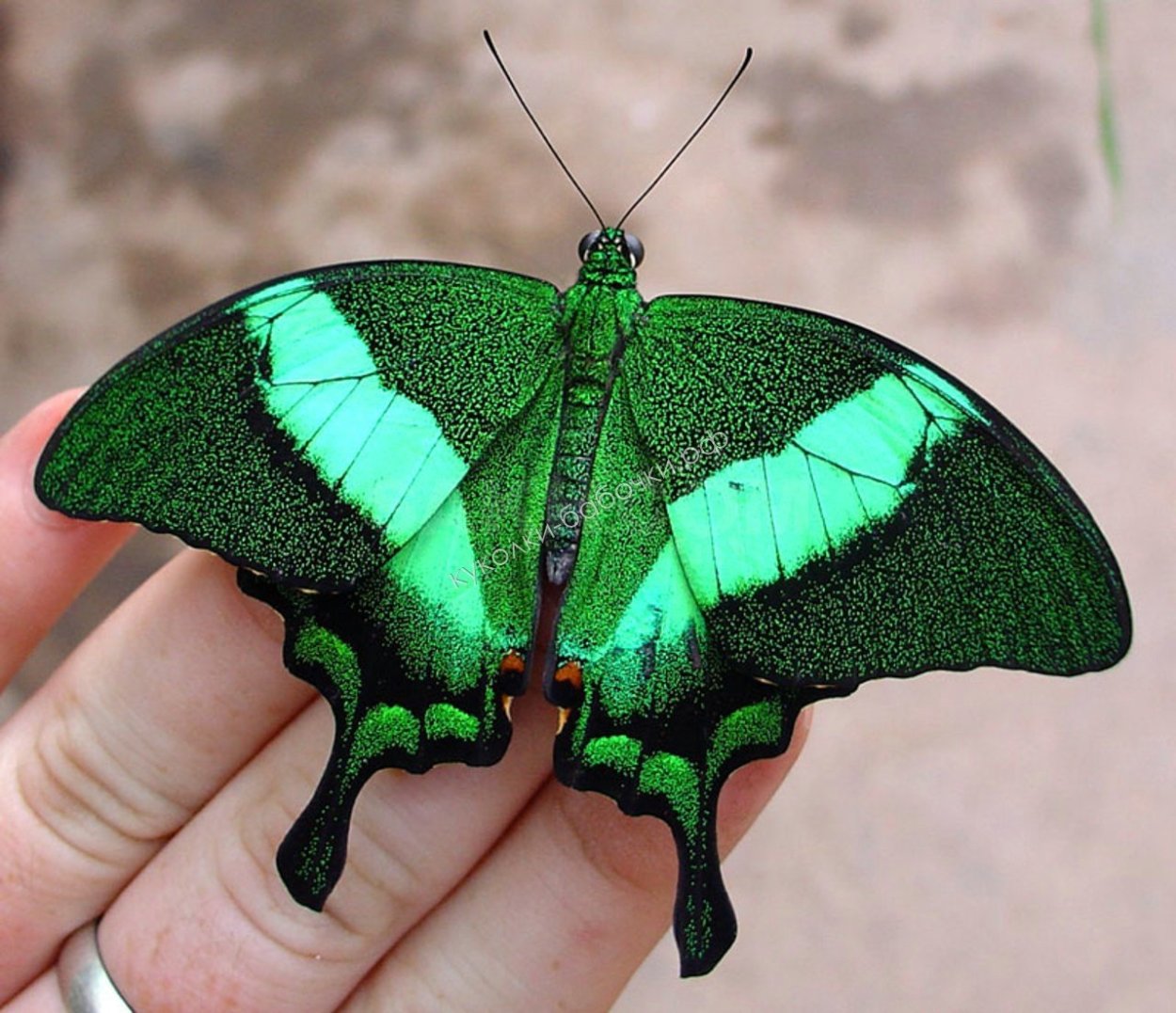 Парусник Палинур Papilio Palinurus