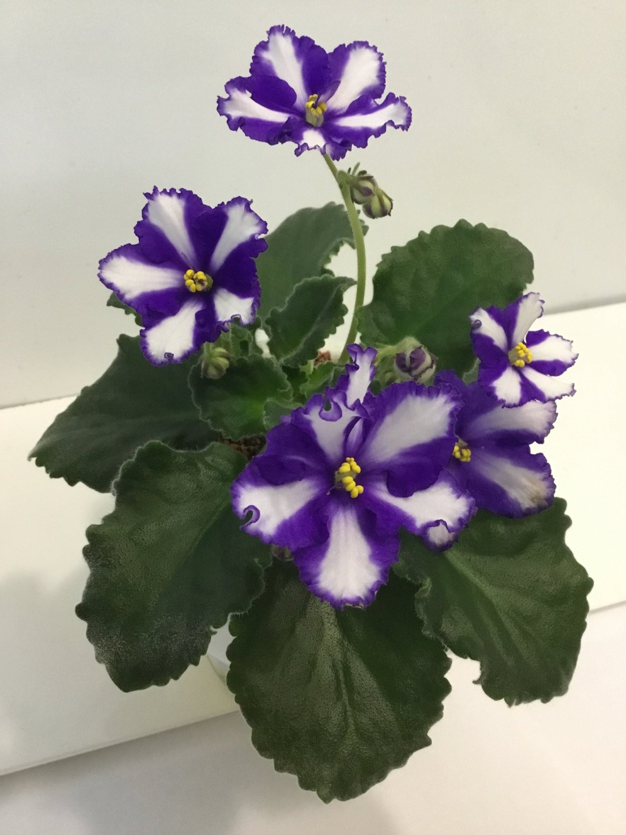 Фиалка ветер перемен Химера