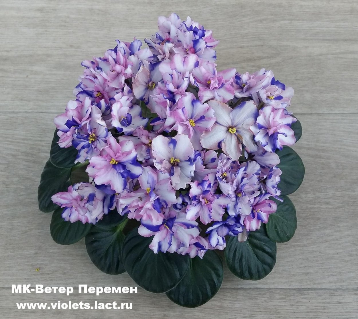 Фиалка МК ветер перемен Химера