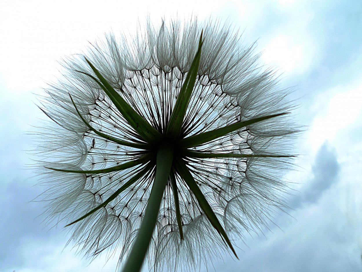 Одуванчик белый