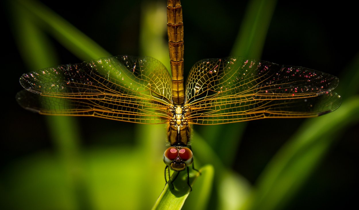 Осевая симметрия в природе