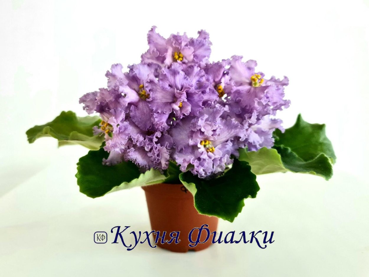 Фиалки сорт перемены к лучшему