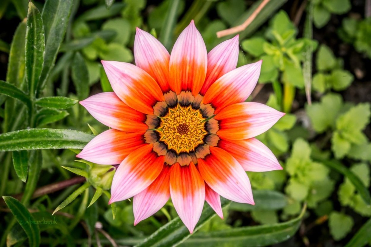 Центральная симметрия в растениях