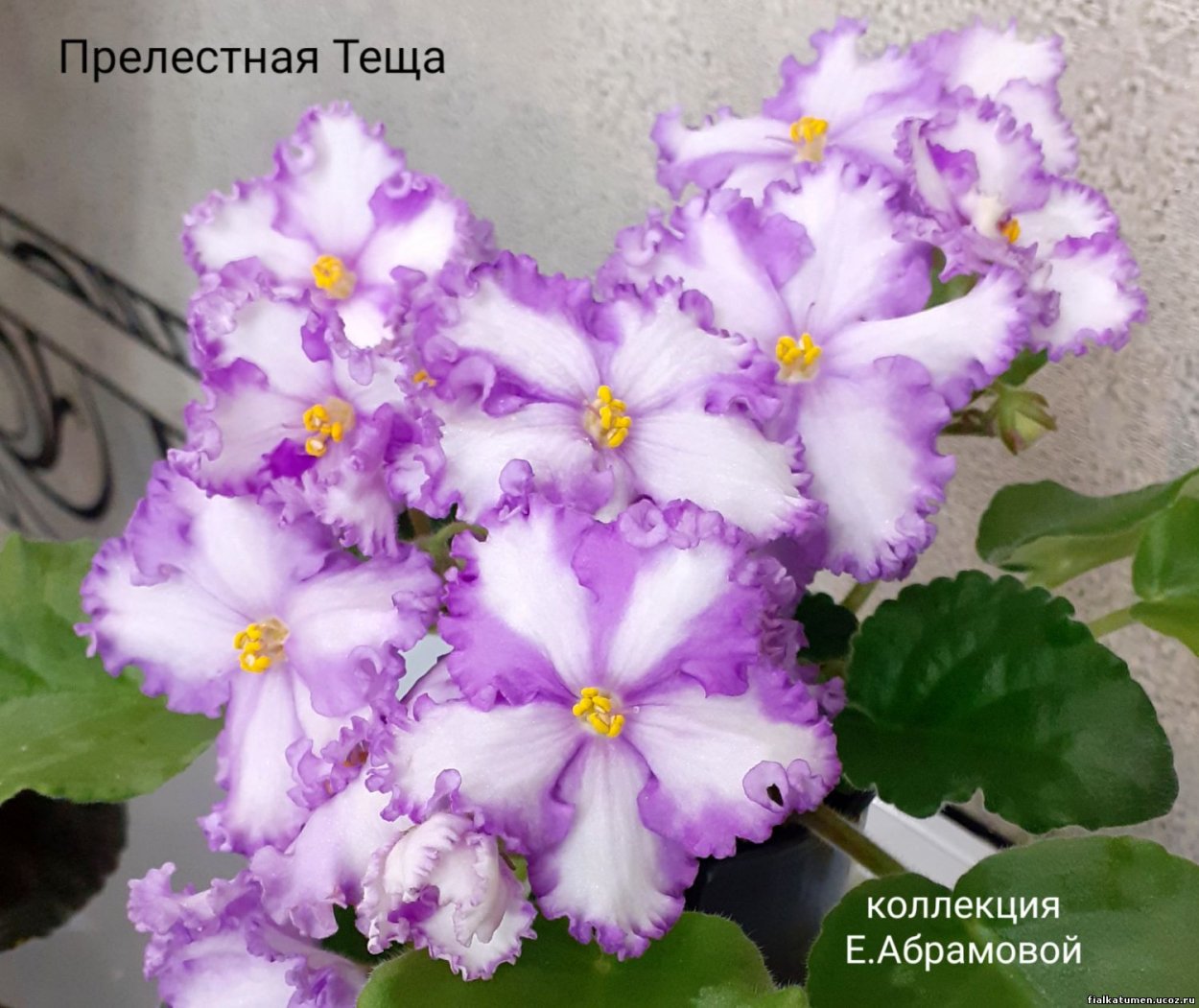 Фиалка Лунная роза