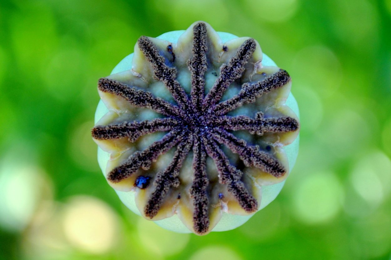 Трансляционная симметрия в природе