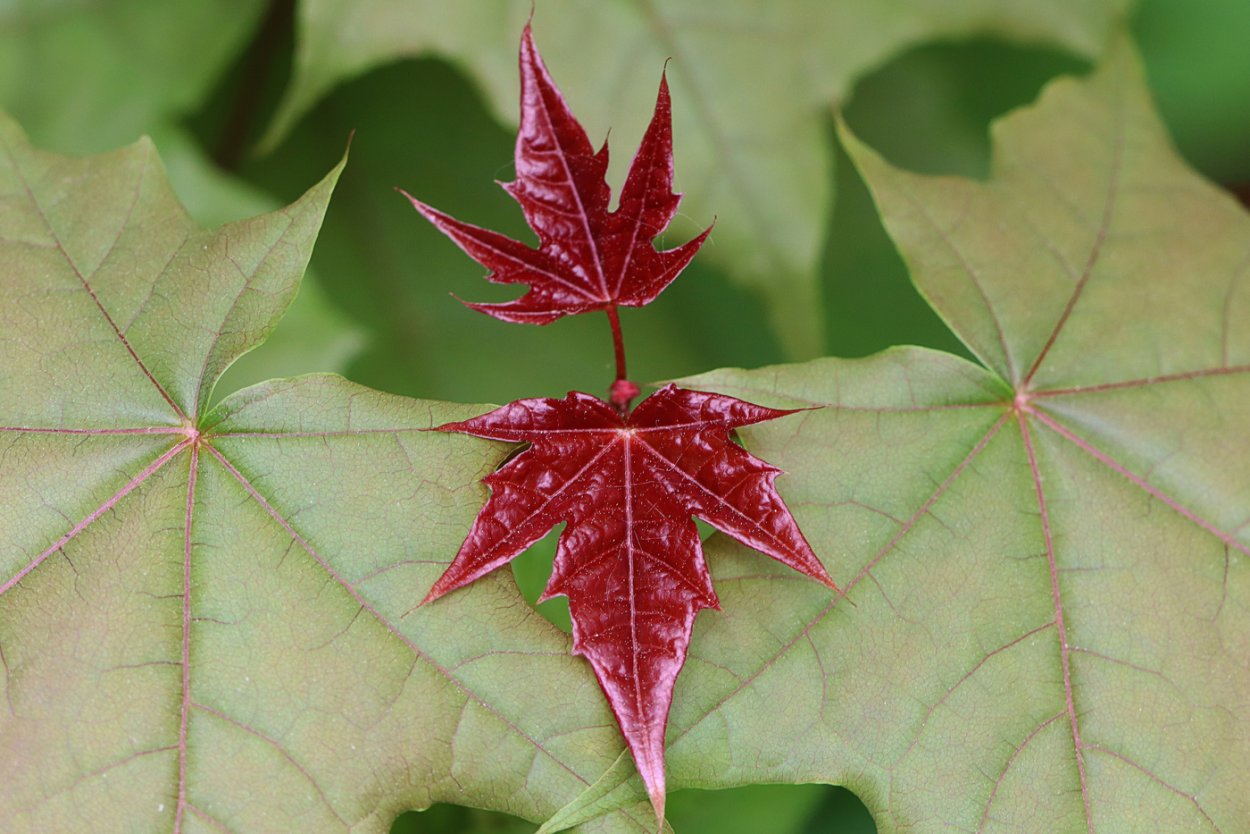 Асимметрия в природе