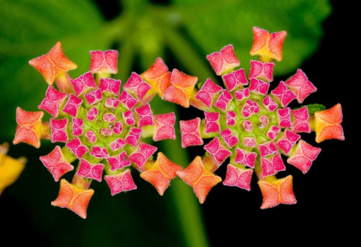 Правильные многоугольники в природе