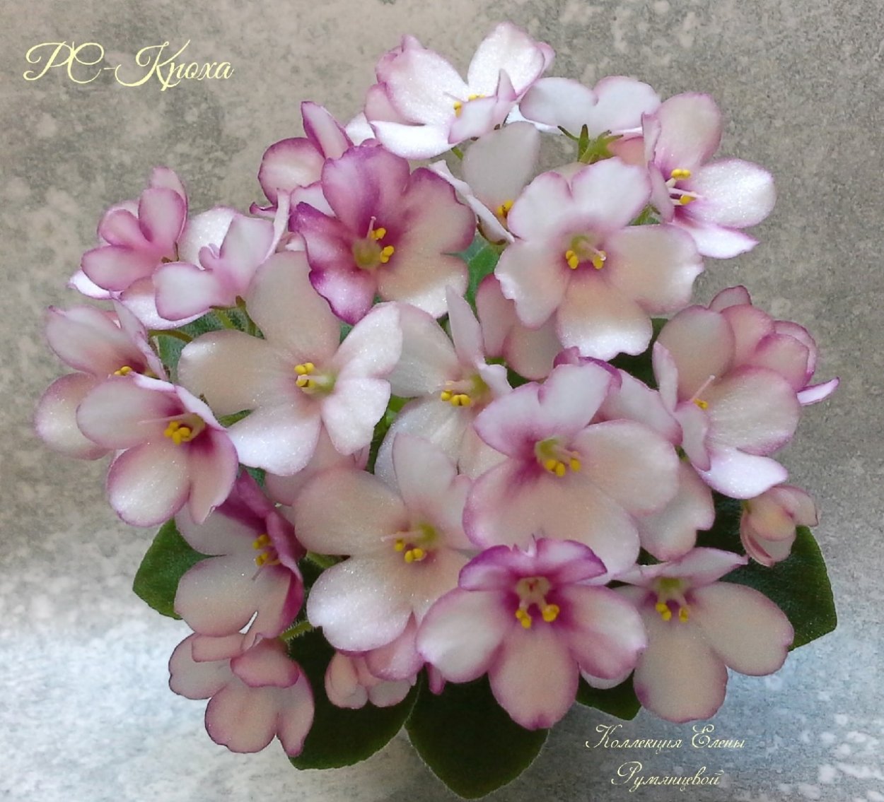 Фиалка Кроха