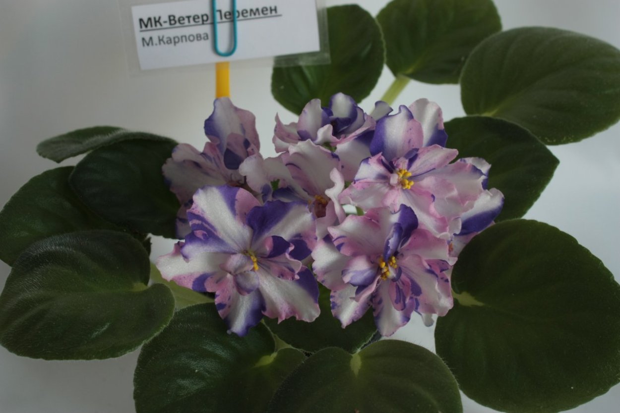 Фиалка ветер перемен