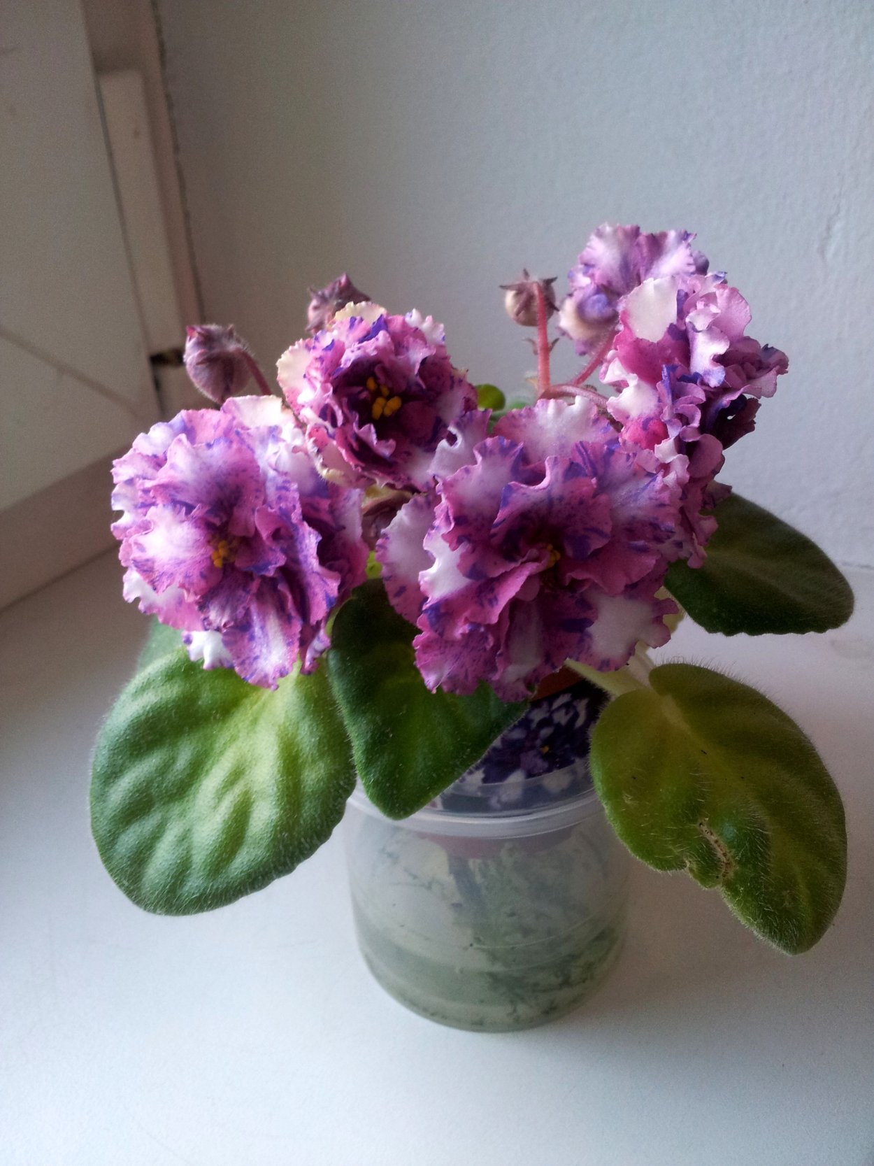 Фиалка психоделик шоу