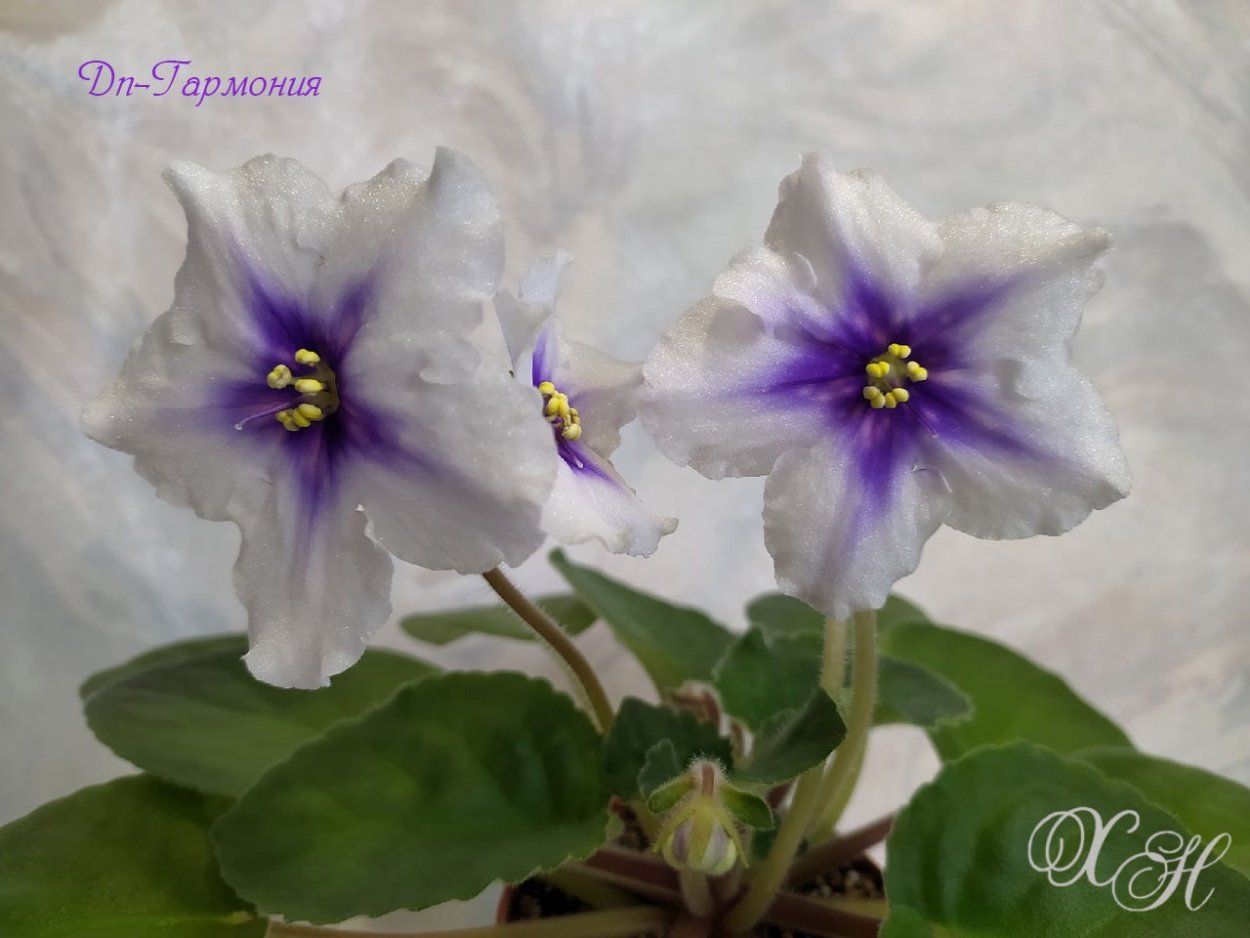 Фиалка DN Гармония