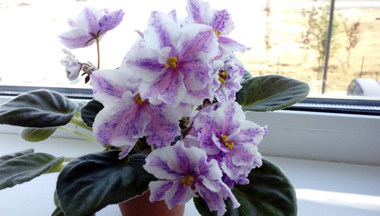 Фиалка Химера Эсфирь