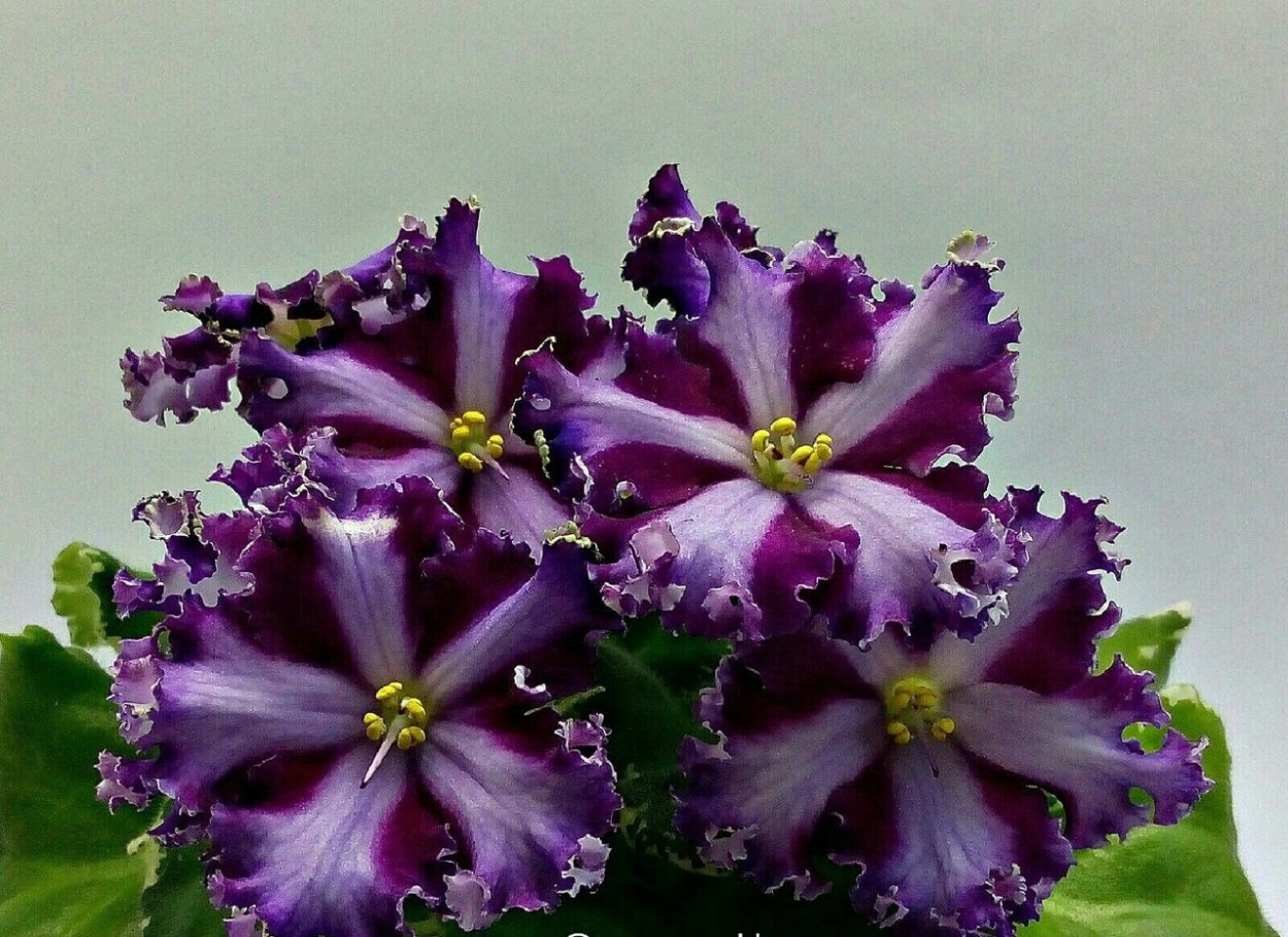 Фиалка Королева красоты Химера