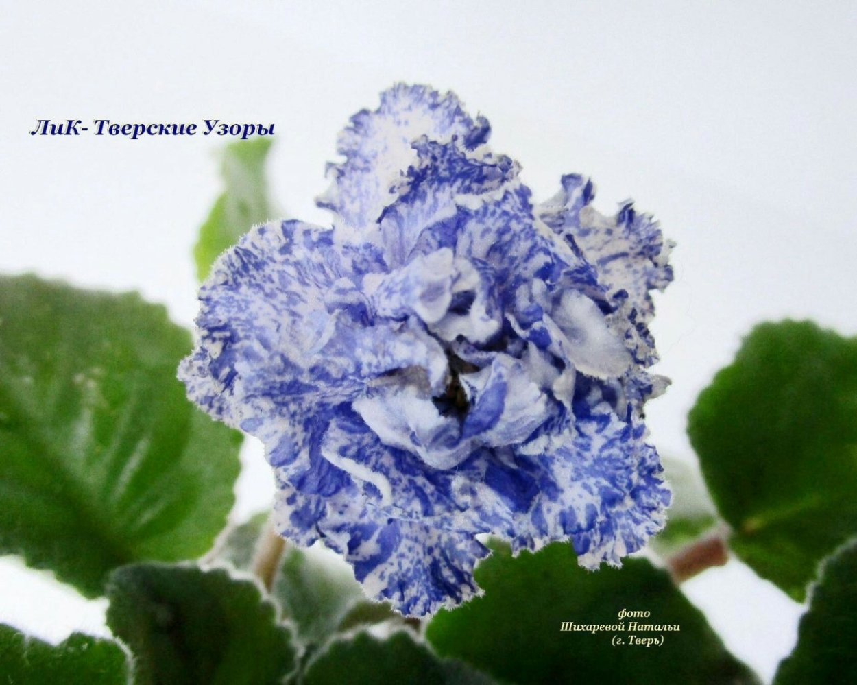 Лик Тверские узоры