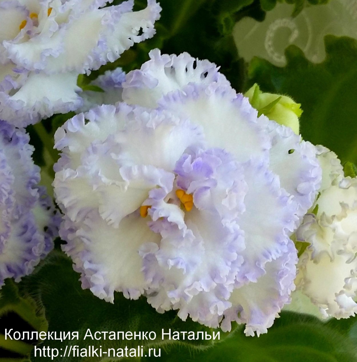 Сенполия бобиной Ле-снежный балет