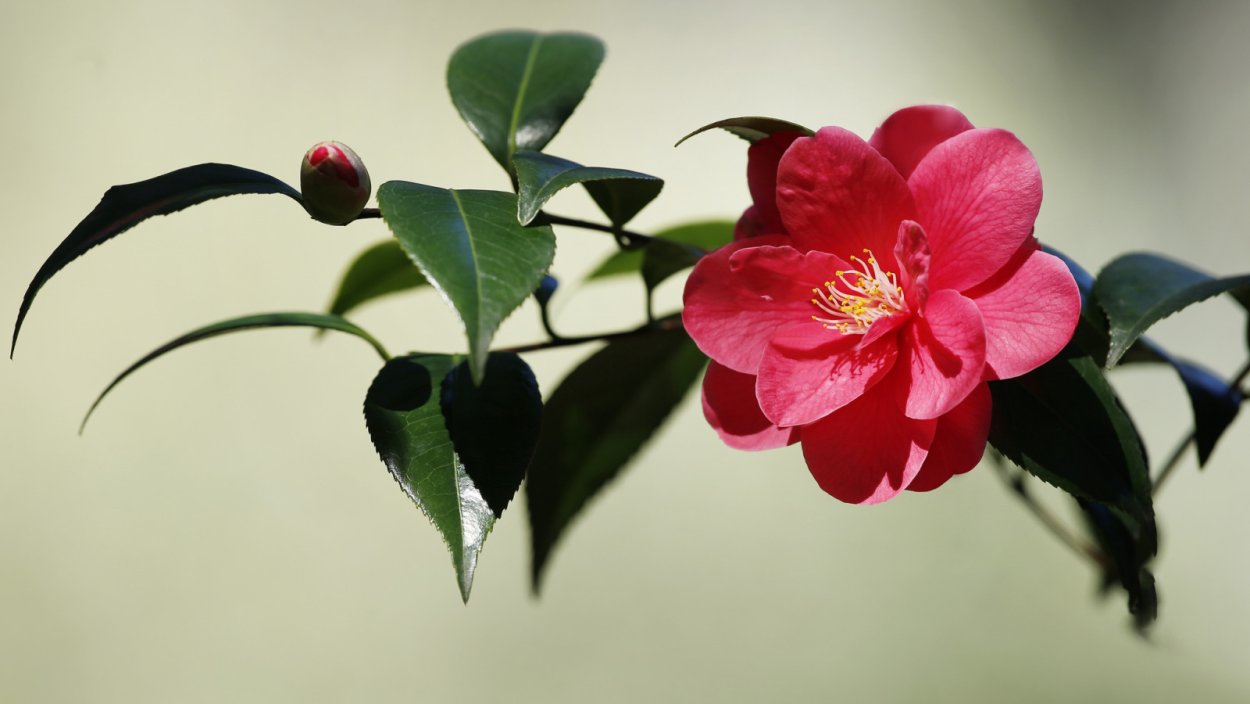 Камелия сасанква