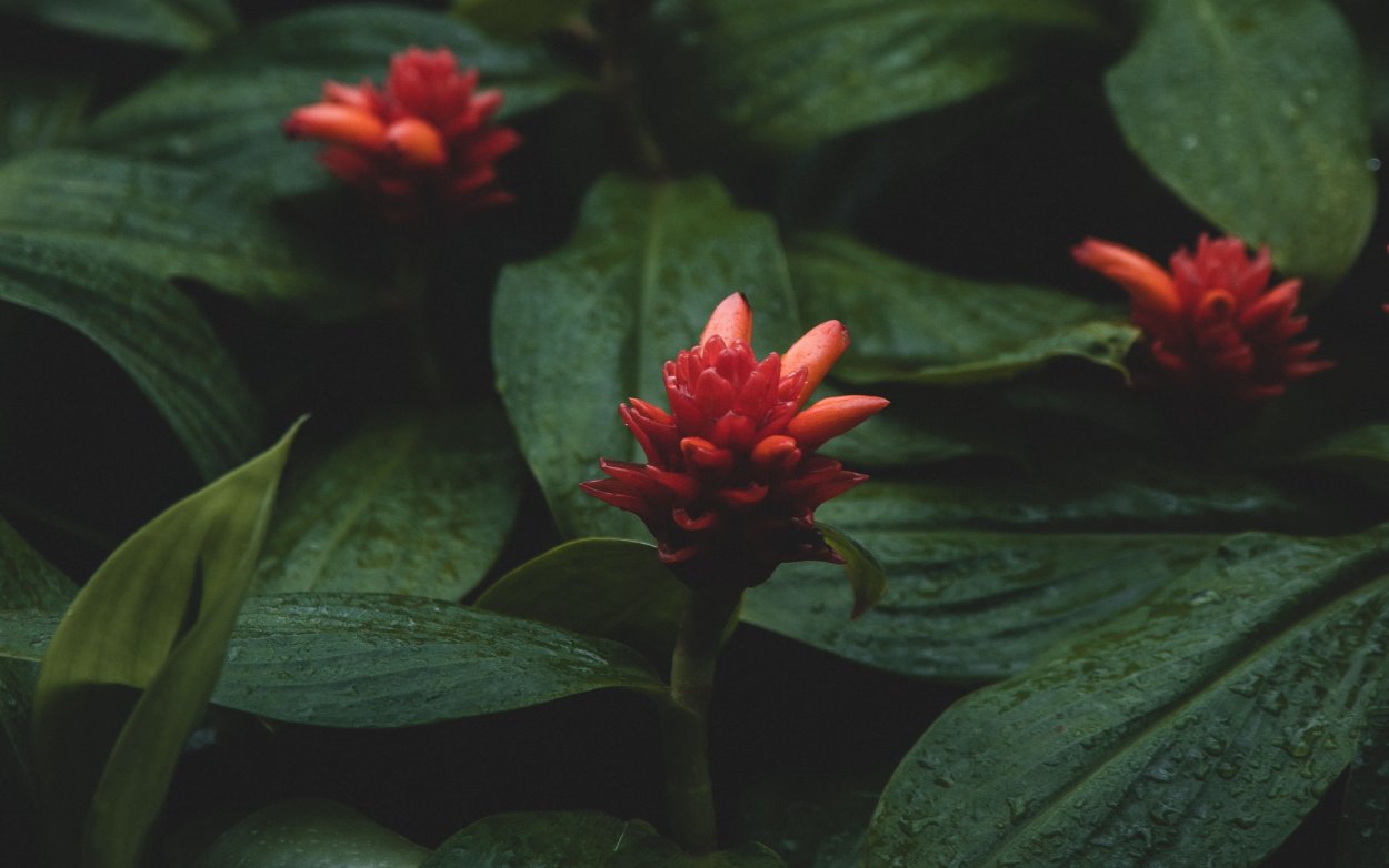 Мужские слезы растение