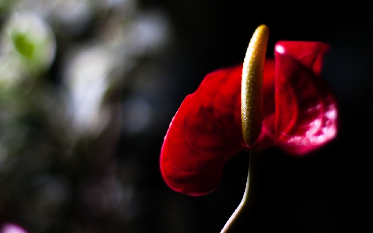 Антуриум Макросъемка