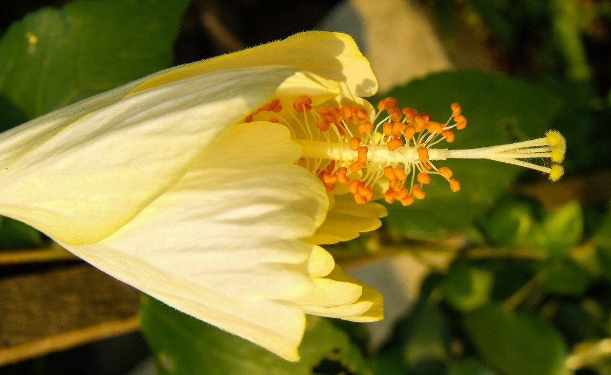 Пестик в цветках растений