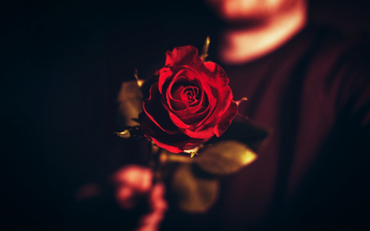 Парень с розой