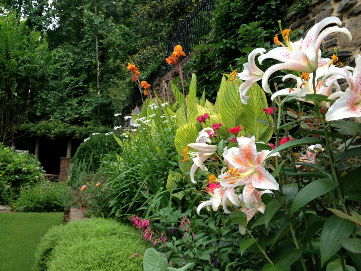 От гибриды лилий в ландшафтном дизайне