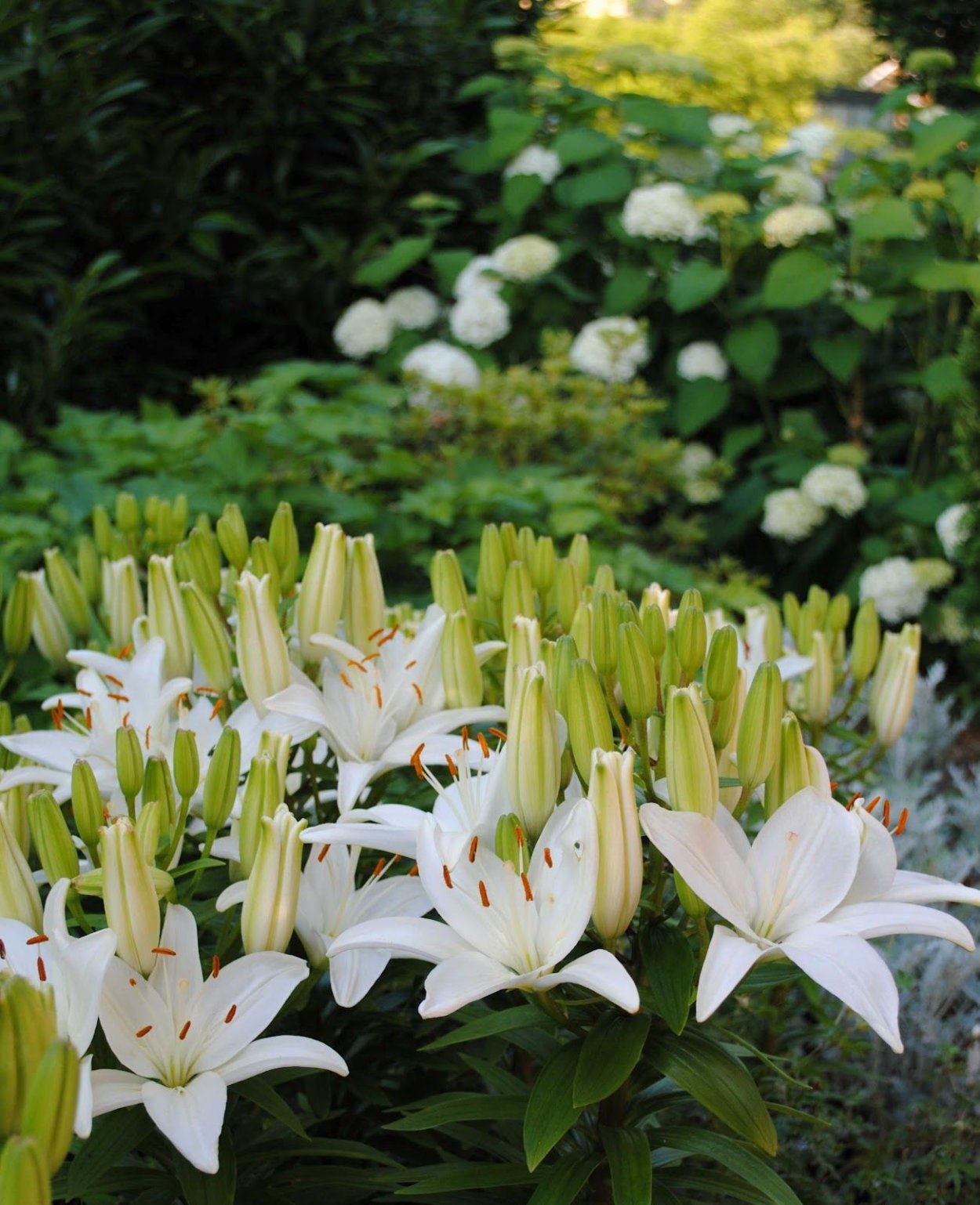 Лилия Orangerie