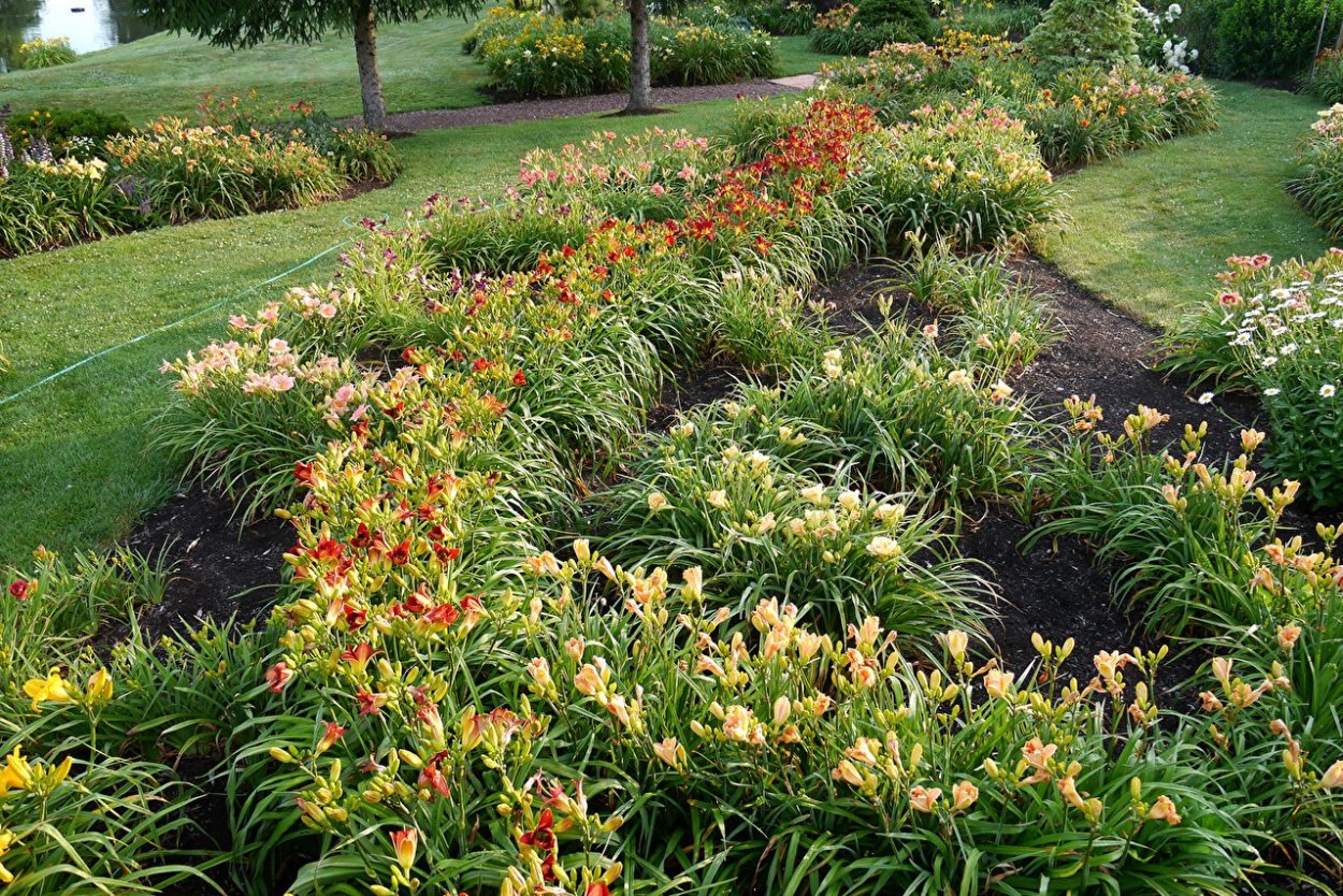 Лилии в центре клумбы