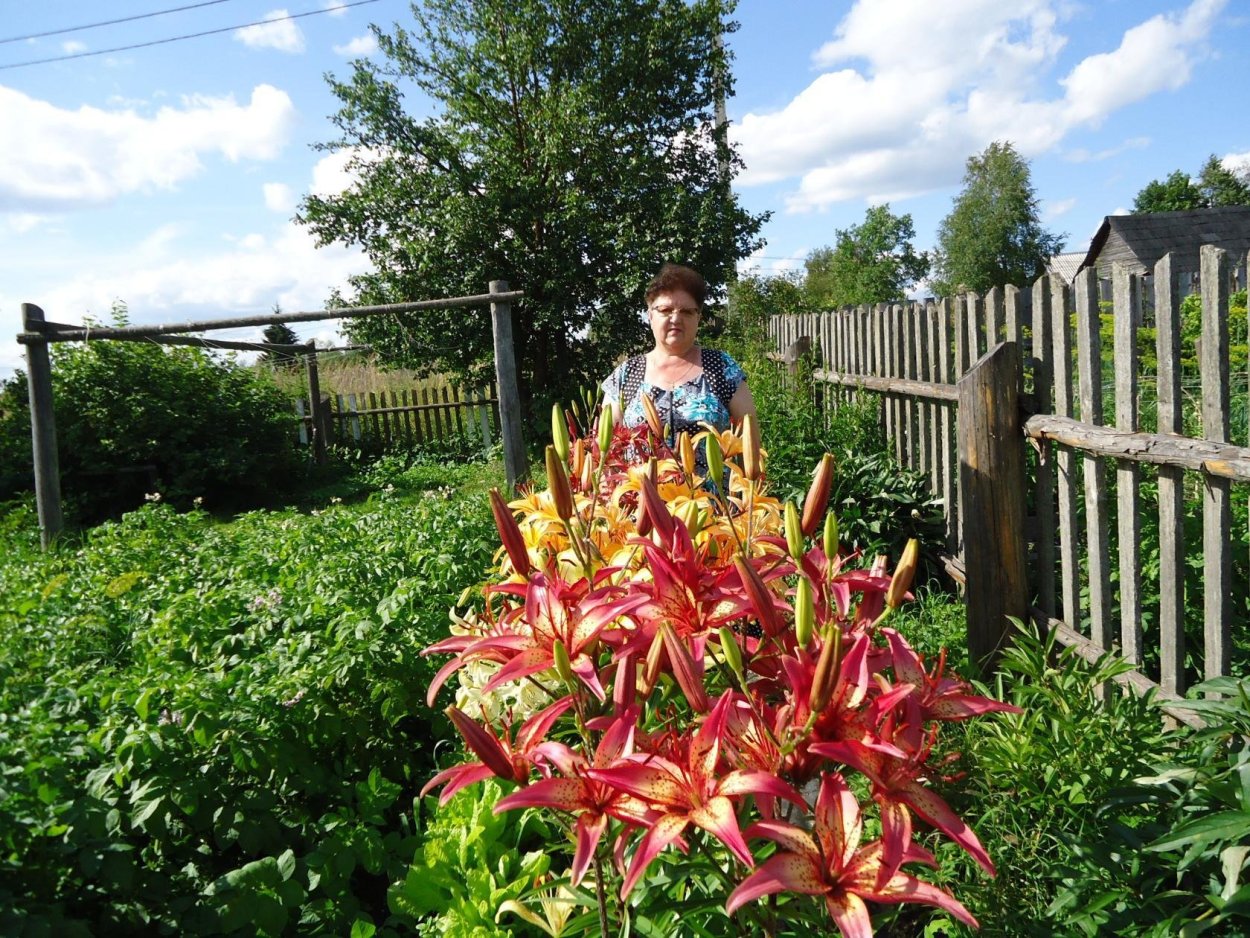 Клумба с лилиями