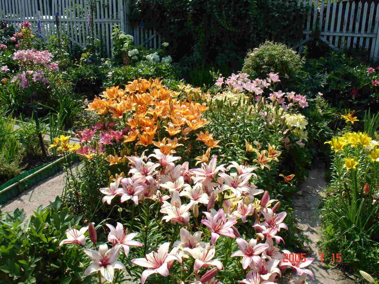 Переопыление лилейников