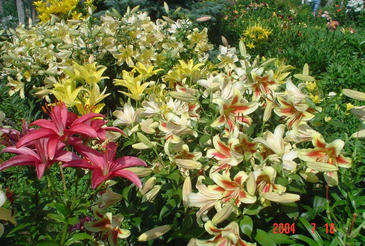 Лилии разных сортов на клумбе