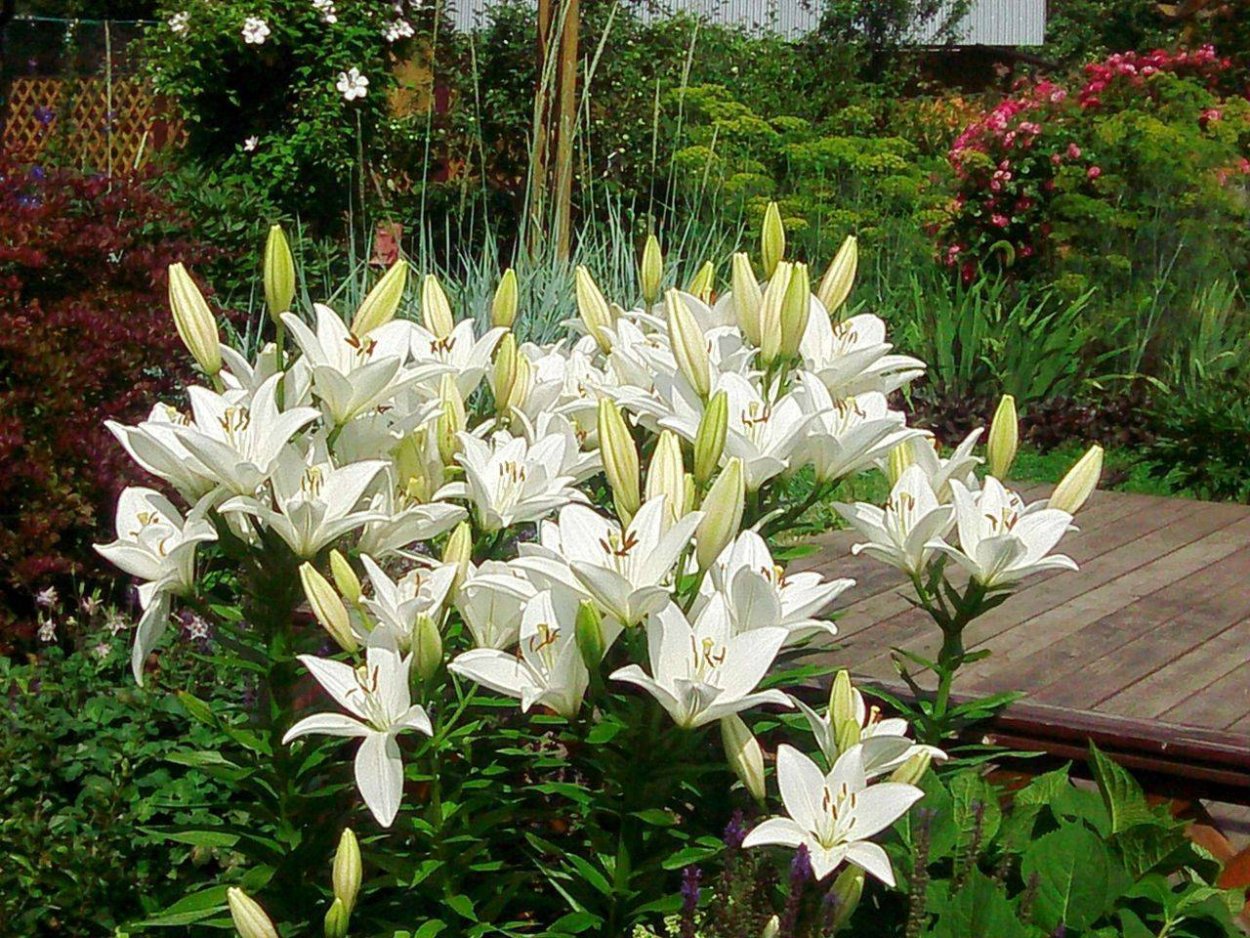 Лилия кустовая белая