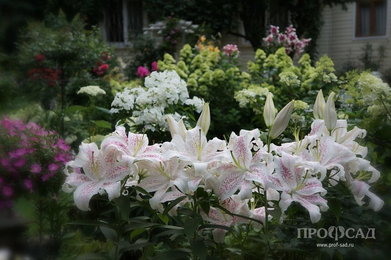 Лилия эмейзинг Грейс