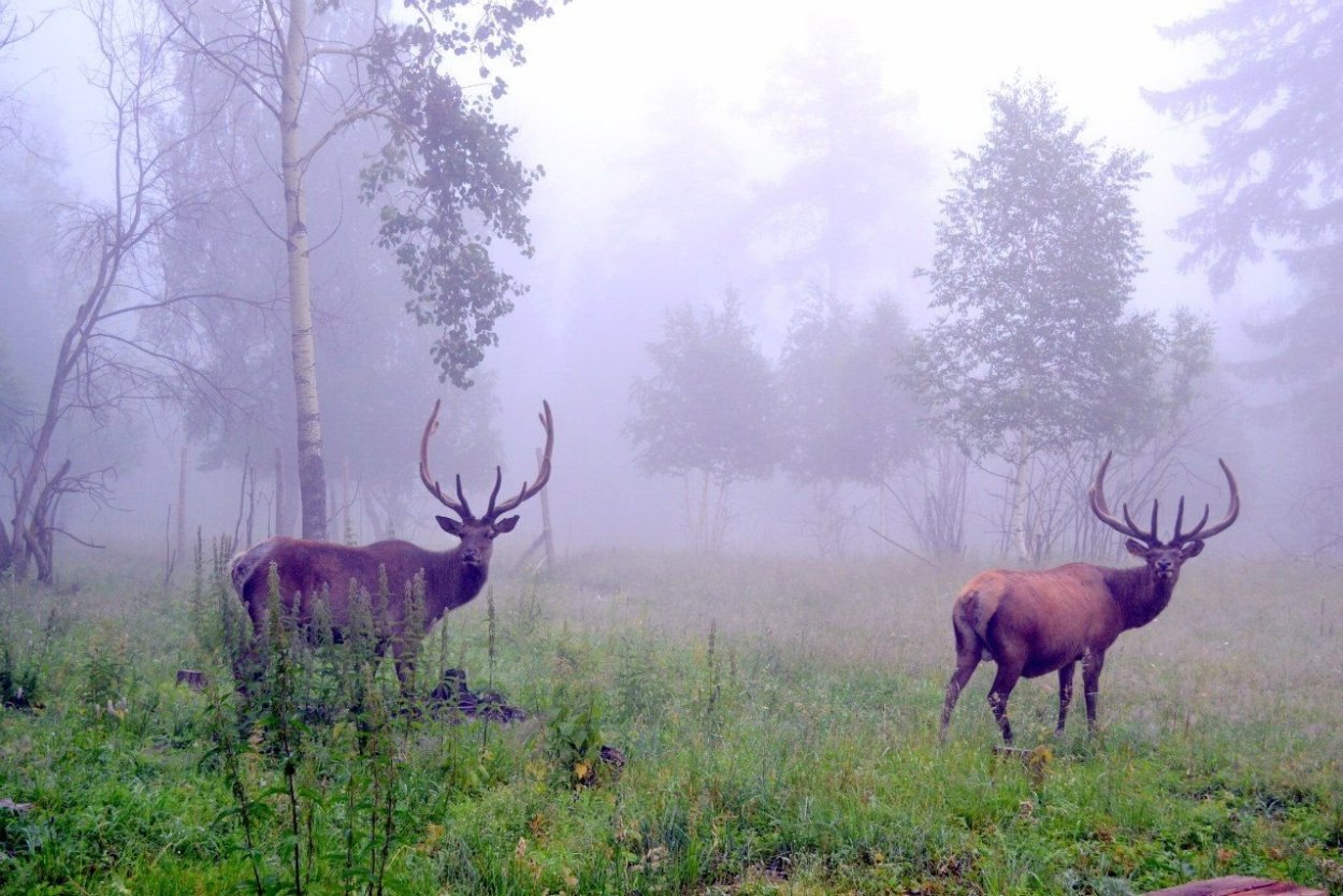 Национальный парк Зюраткуль растительный мир