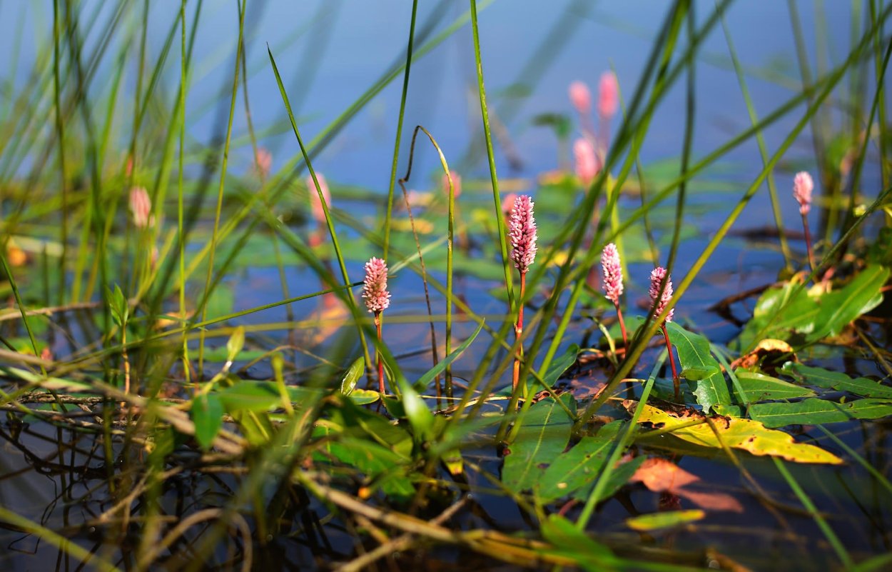 Растения озера Ильмень