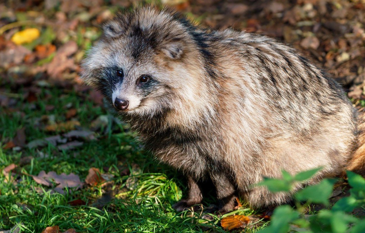 Енотовидная собака Тануки