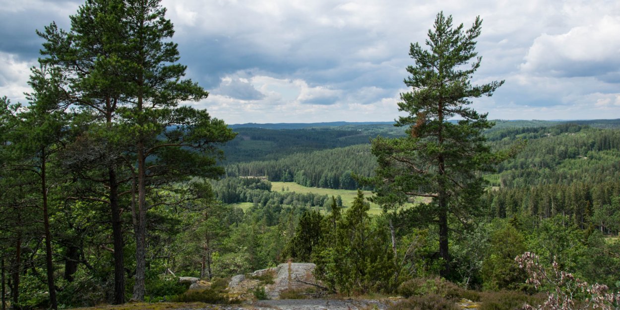 Ильменский заповедник лес