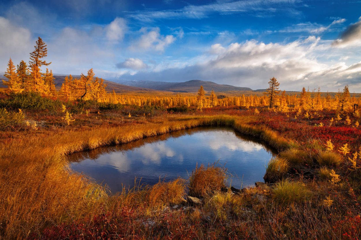 Надымская тундра