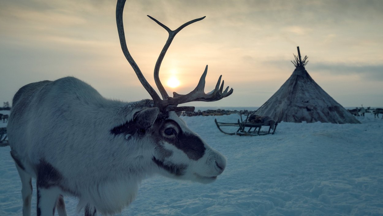 Оленеводы тундра Воркута чум