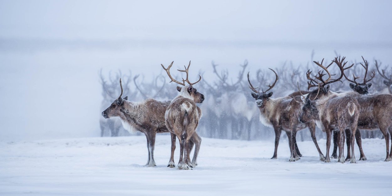 Стадо северных оленей в тундре