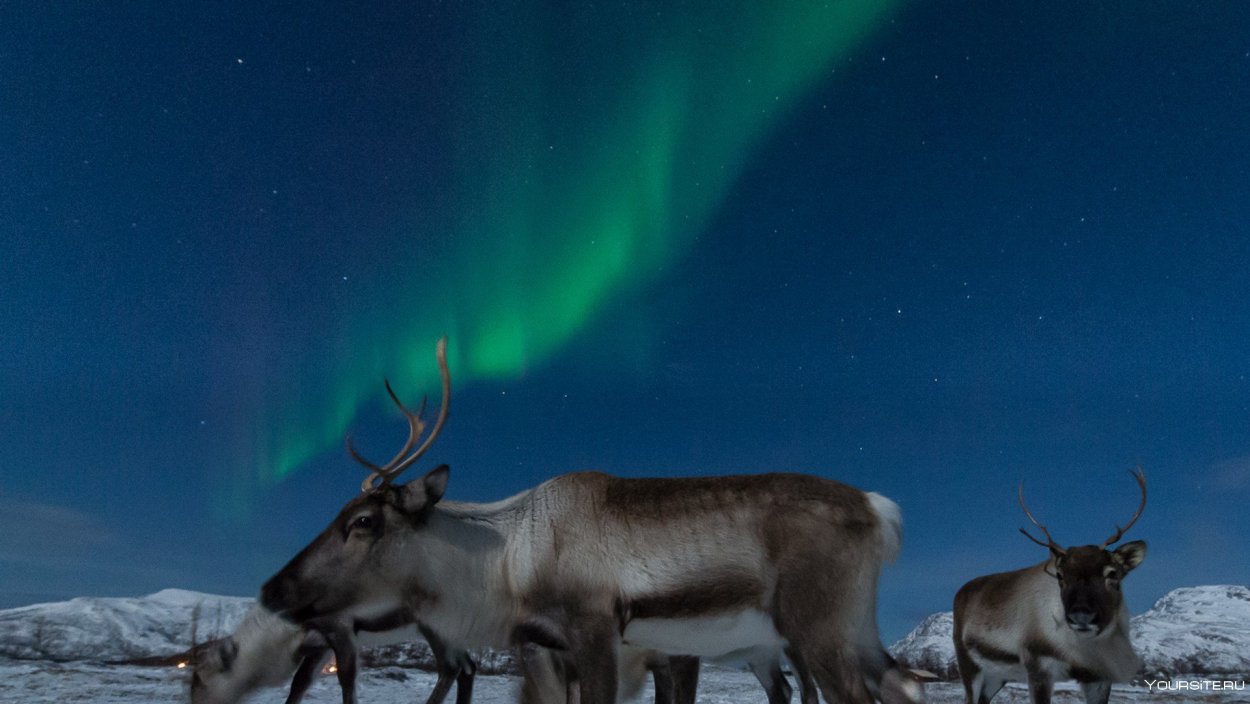 Чукотка олени Северное сияние