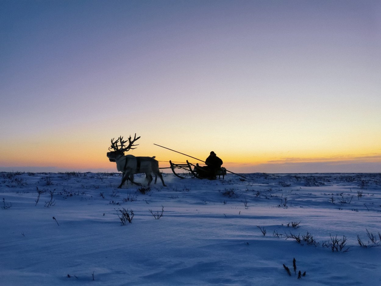 Ненцы Нарьян мар тундра