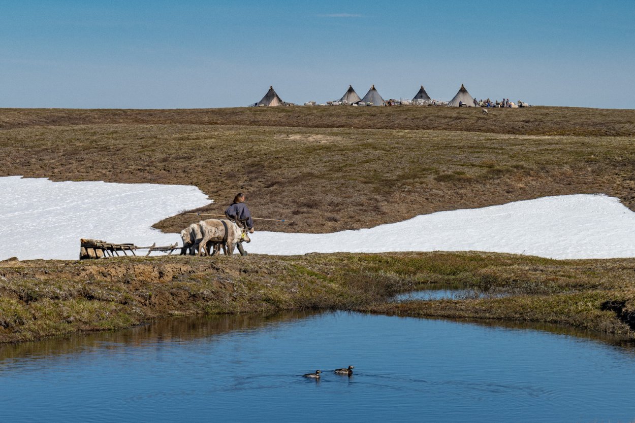 Тундра ЯНАО